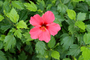 扶桑花