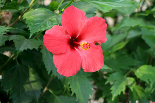 扶桑花