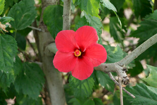 扶桑花