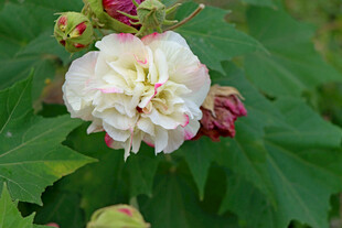 白色木芙蓉花