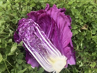紫晶白菜