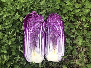 紫晶白菜