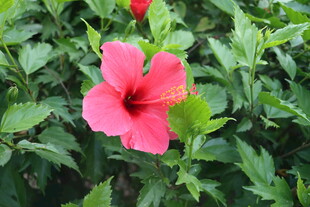 扶桑花