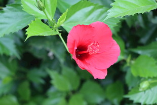 扶桑花