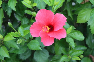 扶桑花