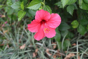 扶桑花
