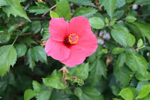 扶桑花