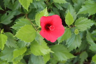 扶桑花