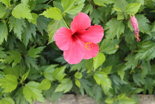 扶桑花