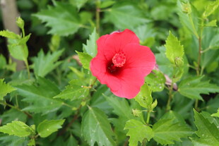 扶桑花