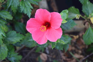 扶桑花