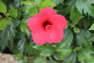 扶桑花