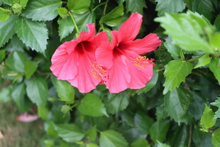 扶桑花