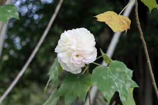 白色木芙蓉花