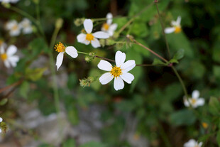 野菊花