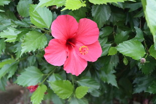 扶桑花