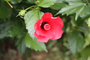 扶桑花
