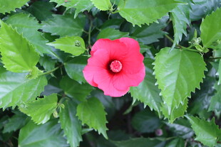 扶桑花