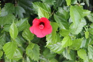 扶桑花