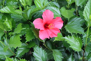 扶桑花