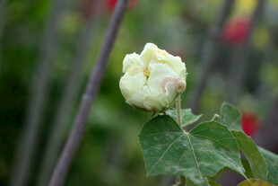 白色木芙蓉花