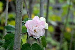 木芙蓉