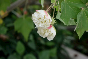 白色木芙蓉花