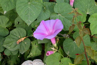 牵牛花