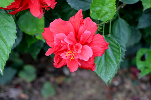 扶桑花