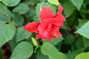 扶桑花