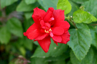 扶桑花