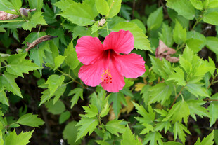 扶桑花