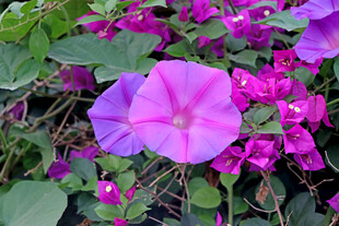牵牛花