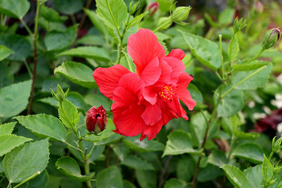 扶桑花