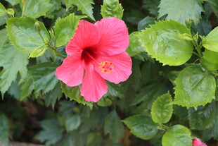 扶桑花