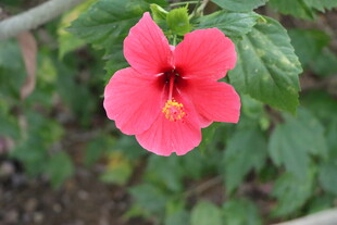扶桑花