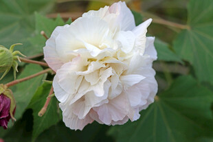 白色木芙蓉花