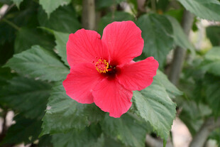 扶桑花