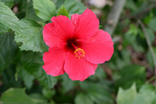 扶桑花