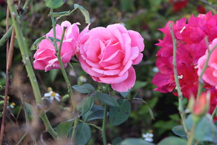 月季花