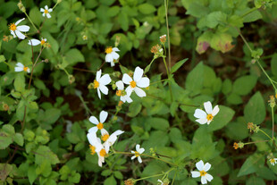 野菊花