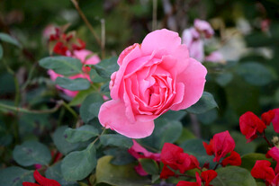 月季花