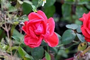 月季花