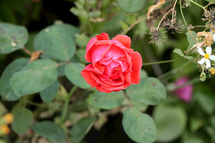 月季花