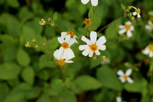 野菊花