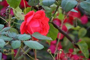 月季花
