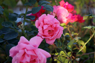 月季花