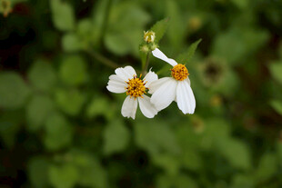 野菊花
