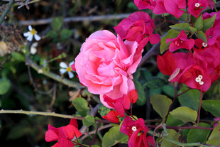 月季花