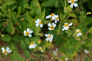 野菊花